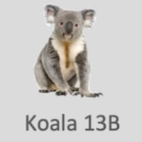 Koala